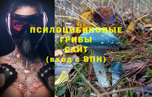шишки Абаза