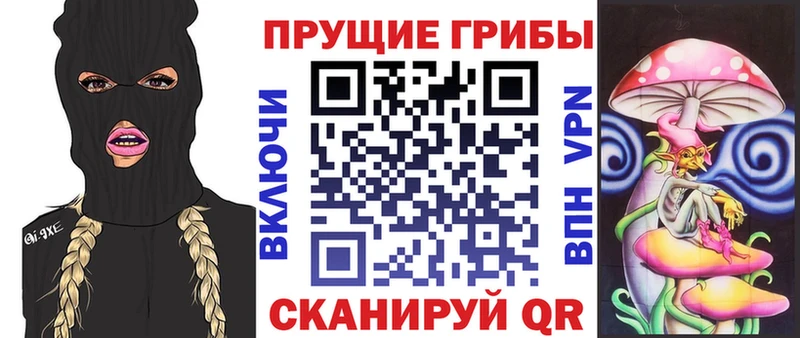 дарнет шоп  Стерлитамак  Псилоцибиновые грибы Psilocybe 
